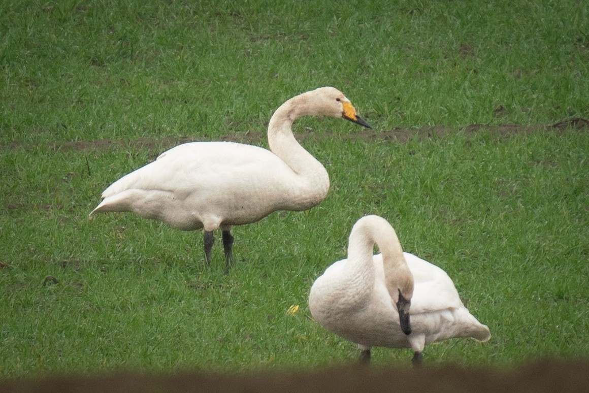 Whooper Swan - Garrett  Kenny