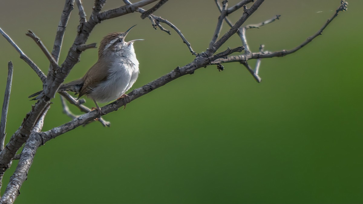 Bewick's Wren - ML615339351