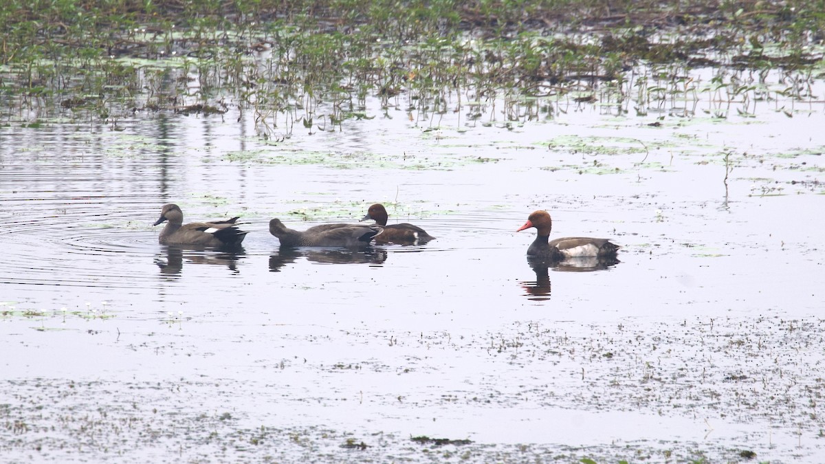 Ferruginous Duck - Sourav Mandal