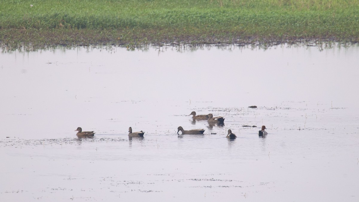 Gadwall - Sourav Mandal