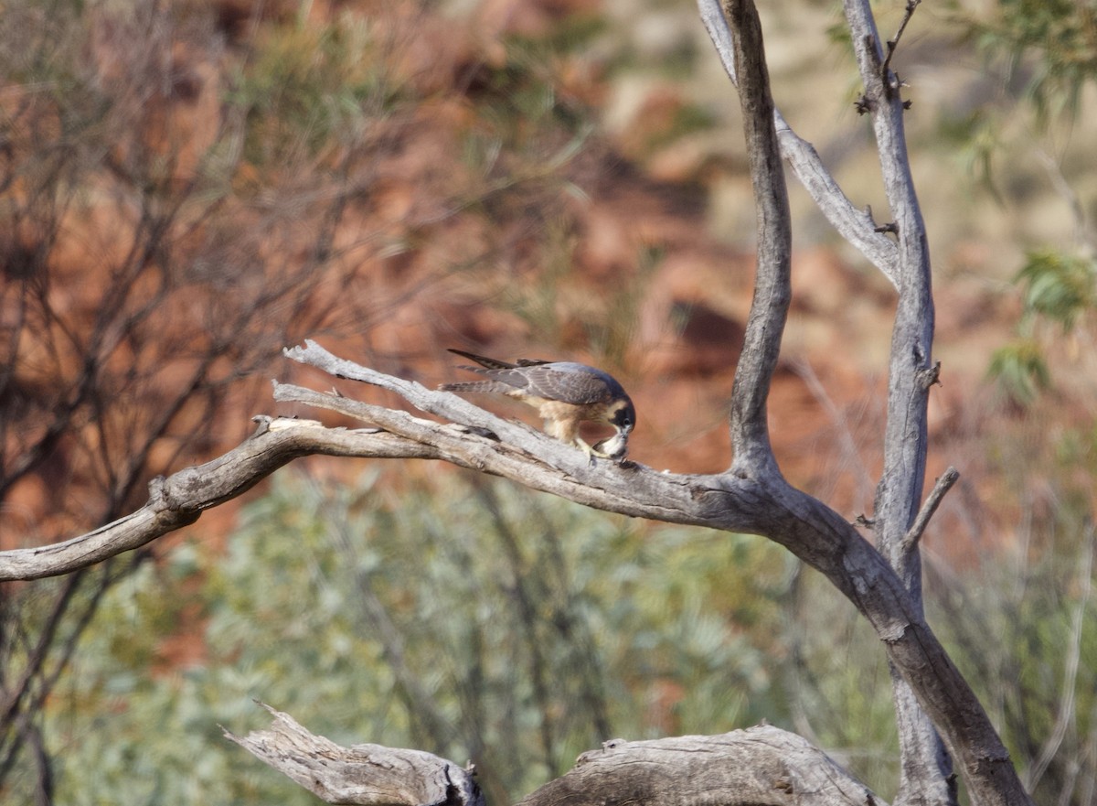 Australian Hobby - Yvonne van Netten