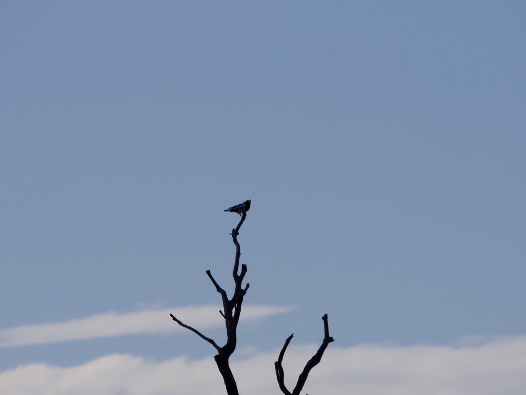 Corbeau du désert - ML615339461