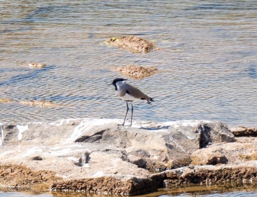 River Lapwing - ML615339487