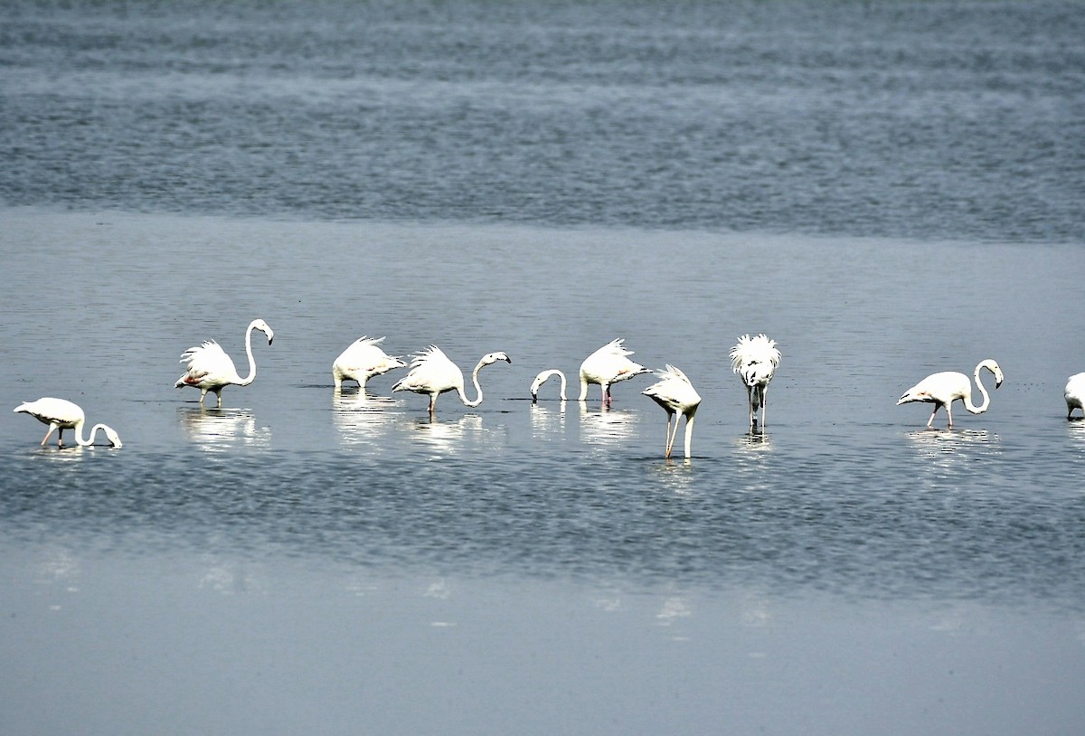 Greater Flamingo - ML615339657