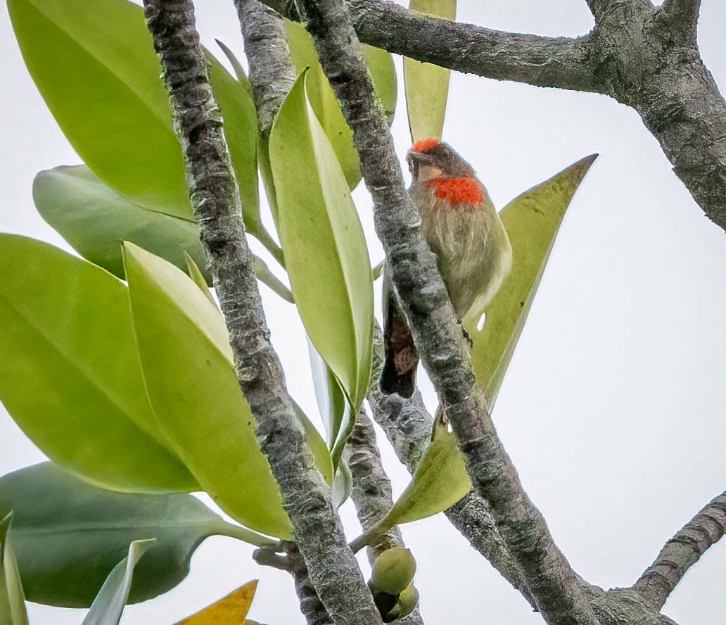 Red-capped Flowerpecker - Tanya Hattingh