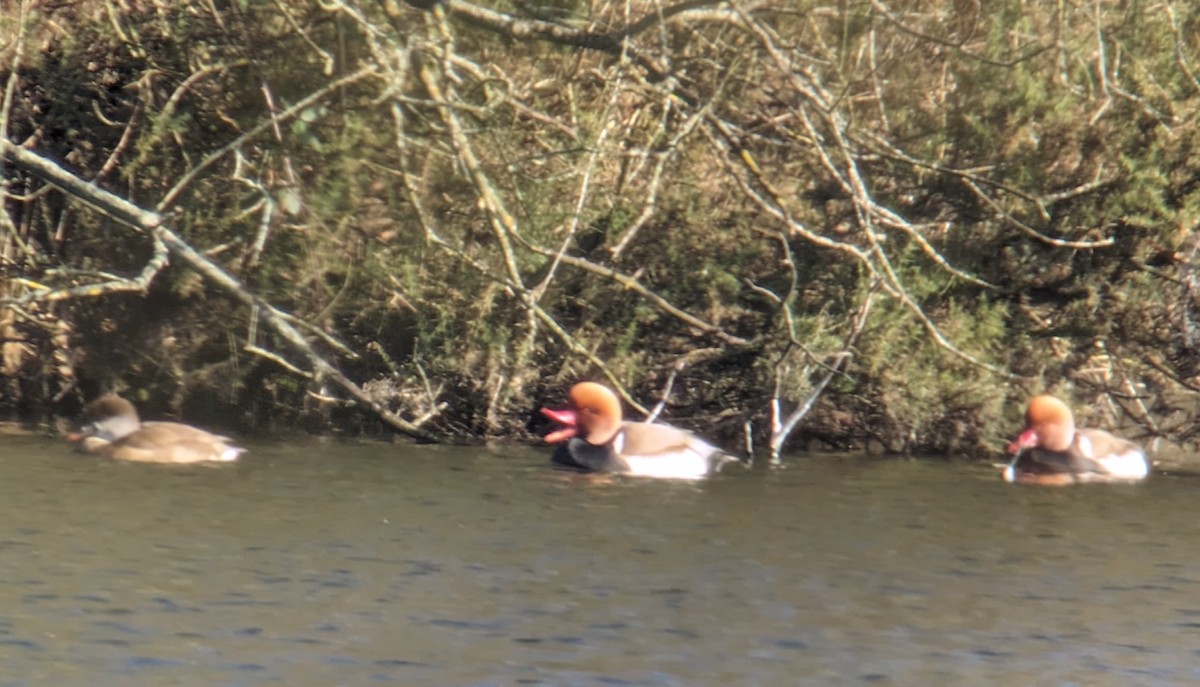 Red-crested Pochard - ML615339702