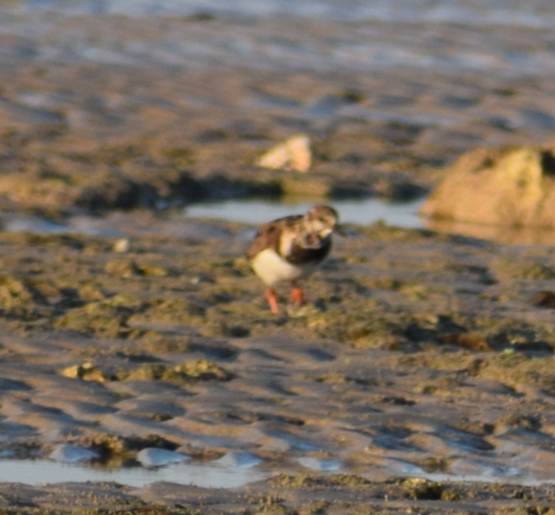 Ruddy Turnstone - ML615339776