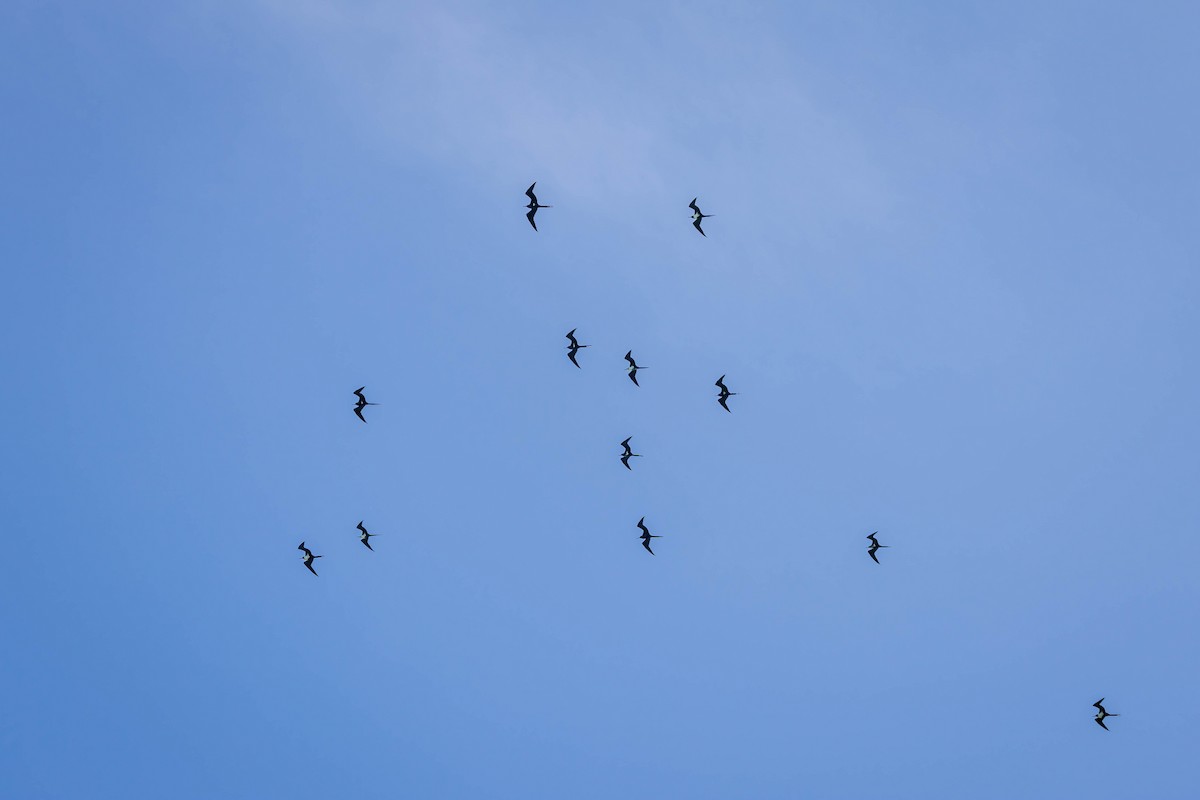 Lesser Frigatebird - ML615339777