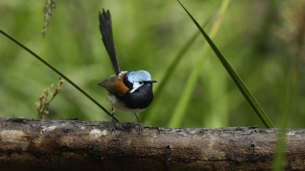 Red-winged Fairywren - ML615339811