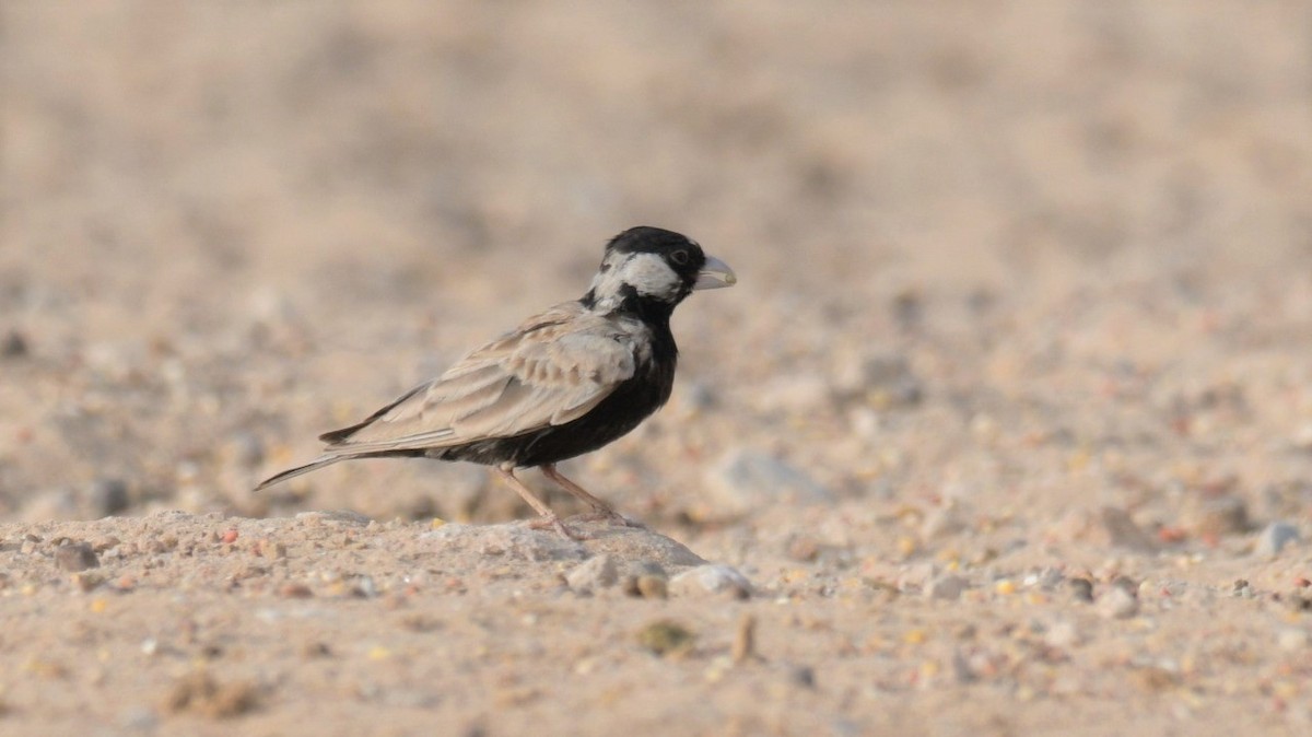 Black-crowned Sparrow-Lark - ML615339814