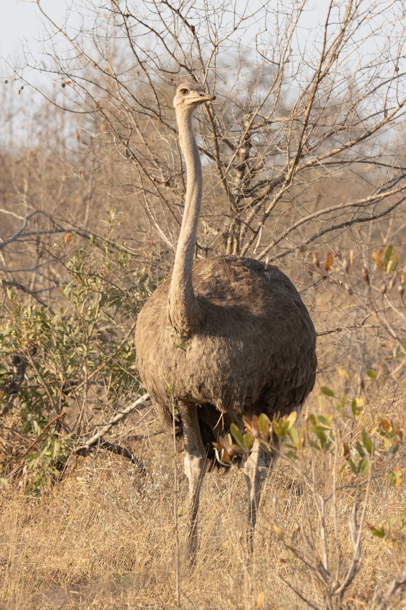 Common Ostrich - Carsten Sekula