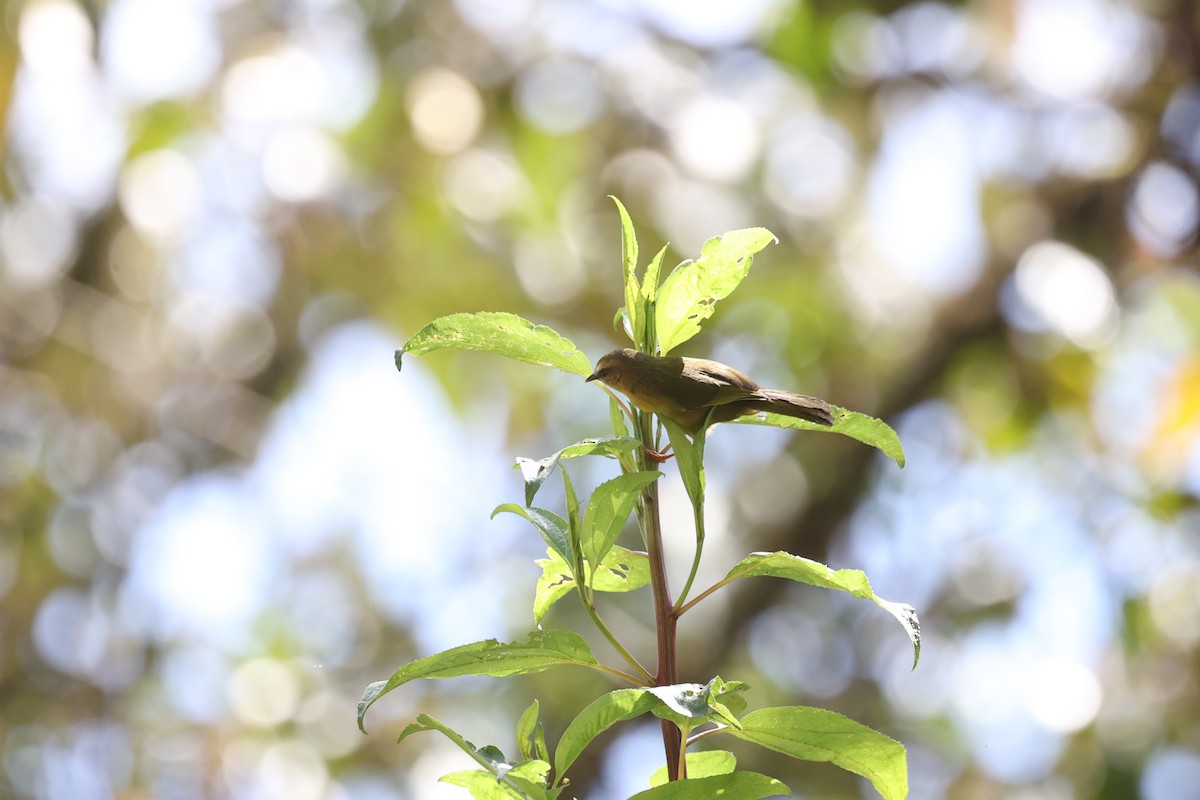 Citrine Warbler (Northern) - loretta kao