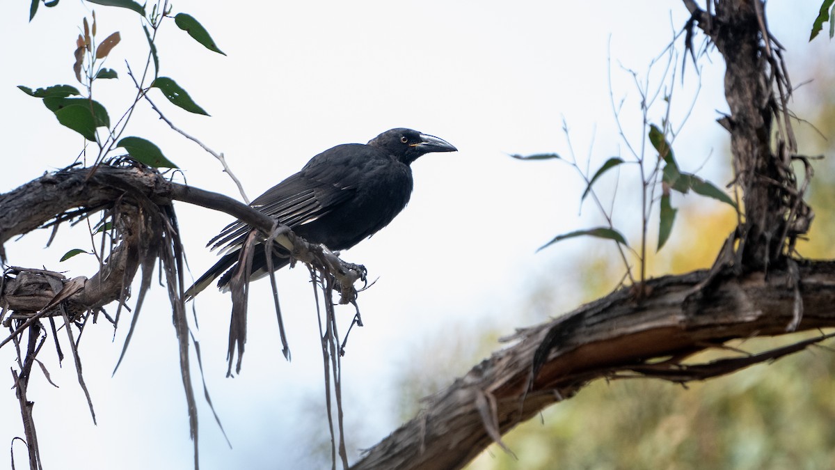 Black Currawong - ML615339948