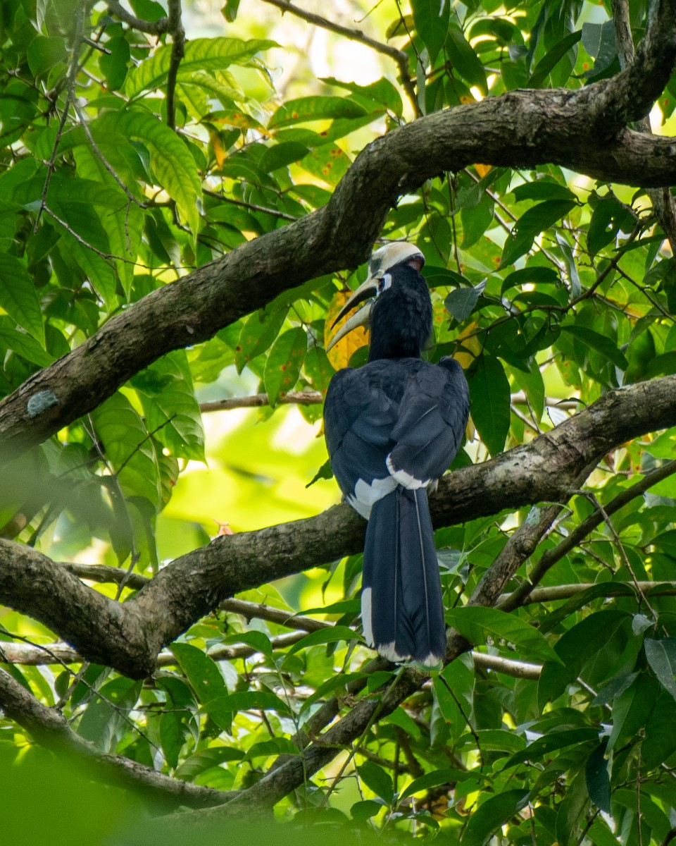 Oriental Pied-Hornbill - ML615339983