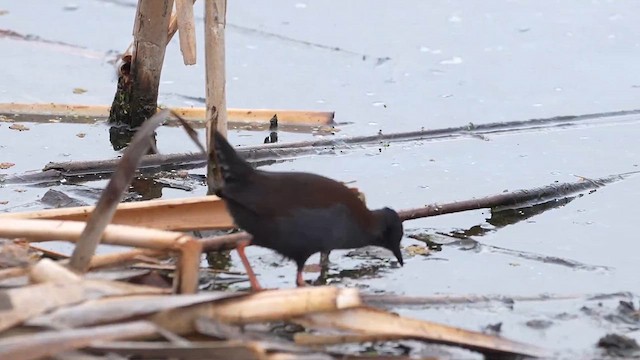 Spotless Crake - ML615340046