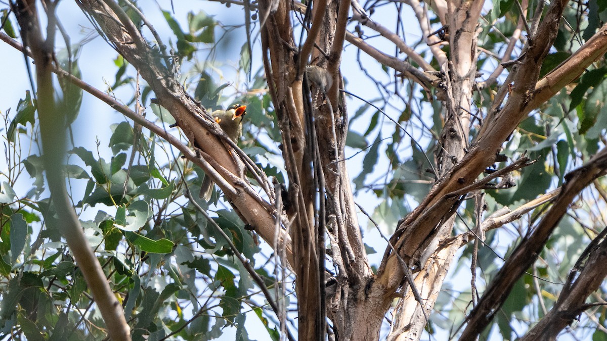 Strong-billed Honeyeater - ML615340050