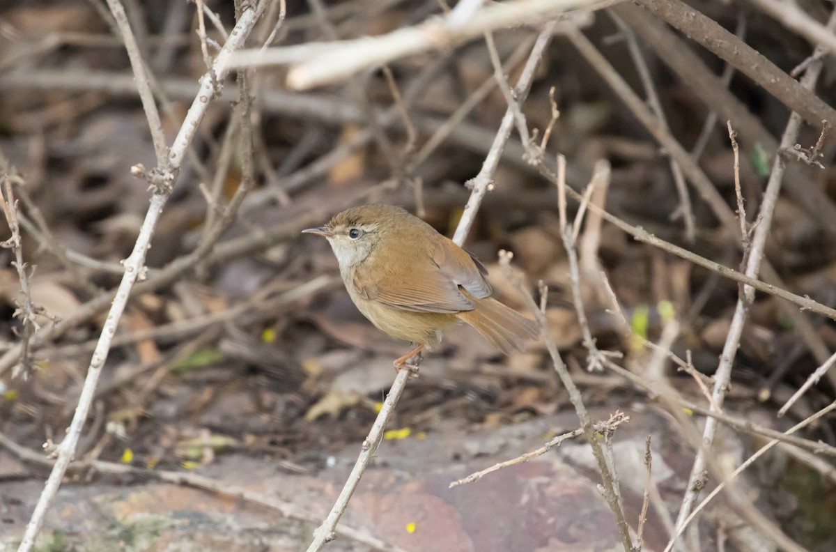 Brownish-flanked Bush Warbler - ML615340052