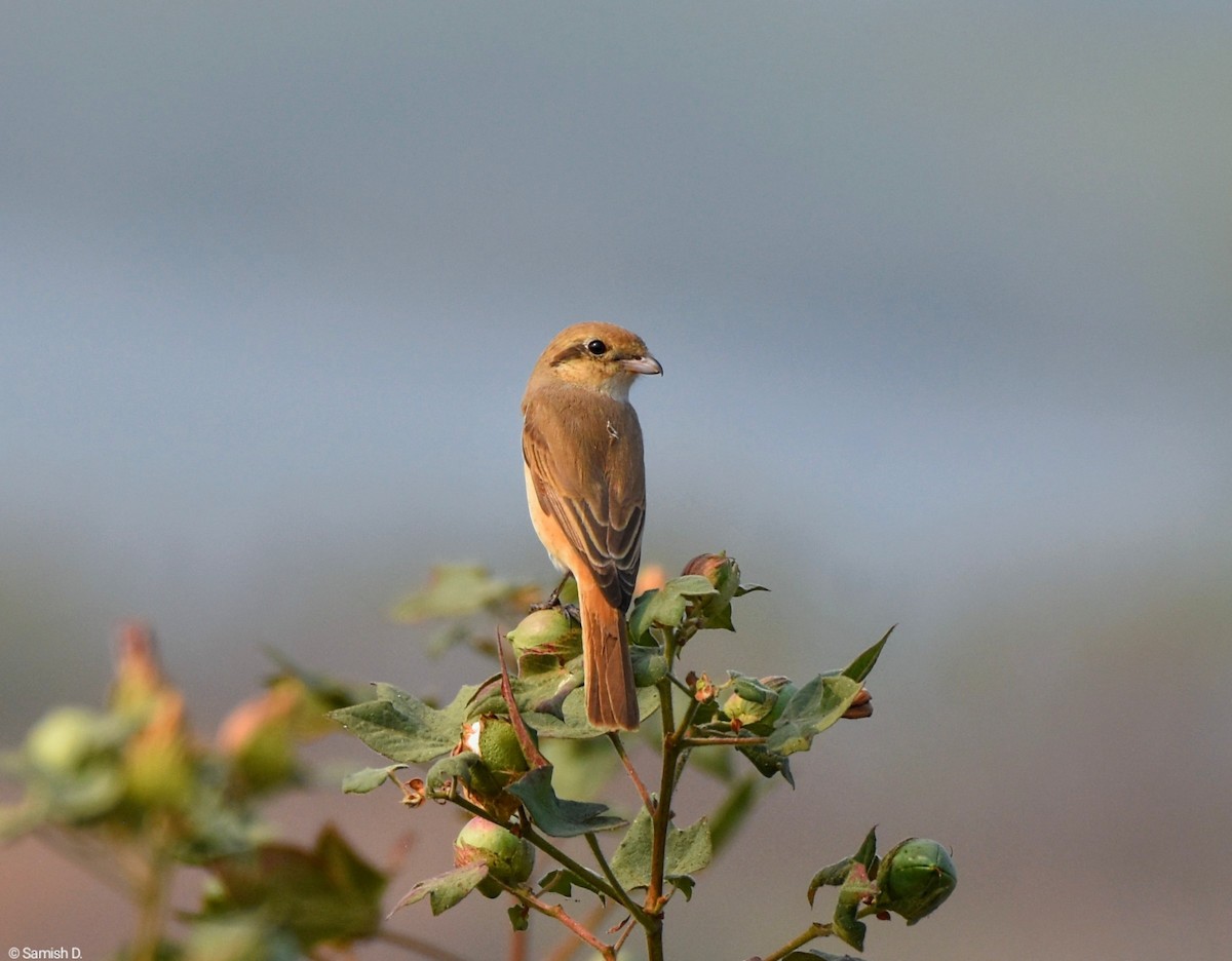 Isabelline Shrike - ML615340095