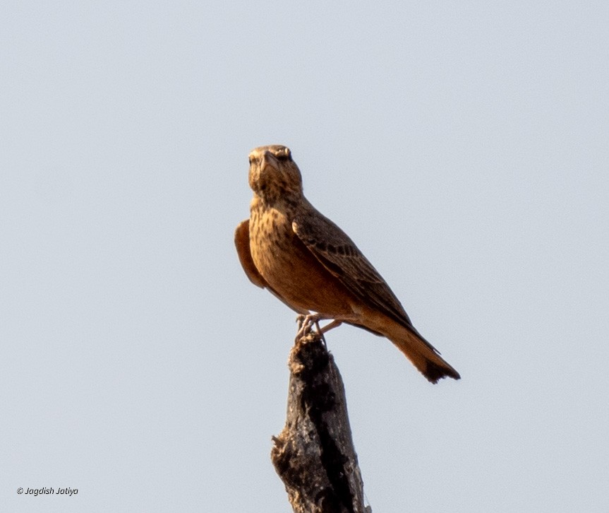 Rufous-tailed Lark - ML615340114