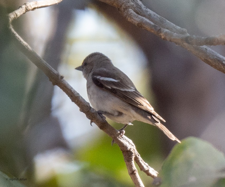Yellow-throated Sparrow - ML615340116