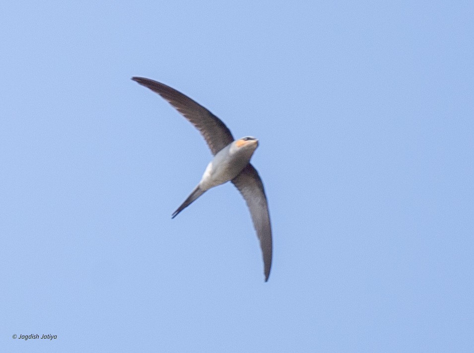 Crested Treeswift - ML615340124