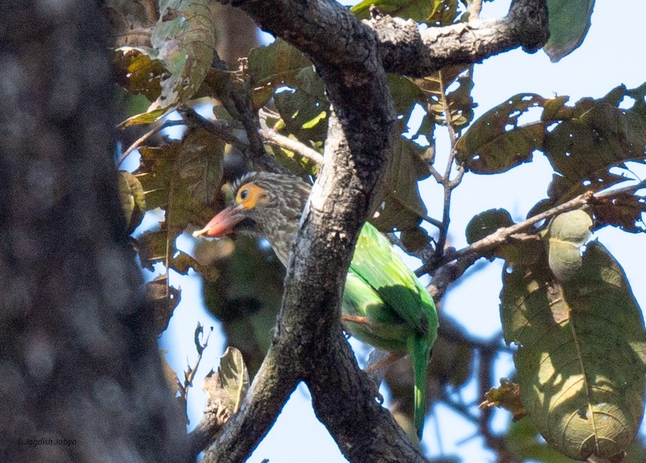 Brown-headed Barbet - ML615340127
