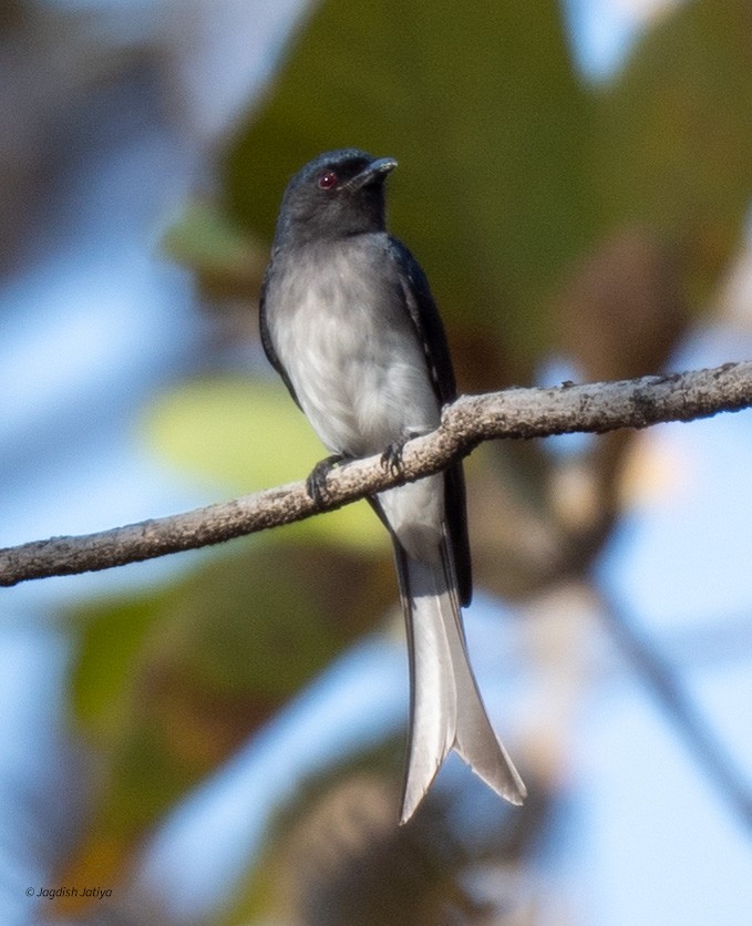 White-bellied Drongo - ML615340130