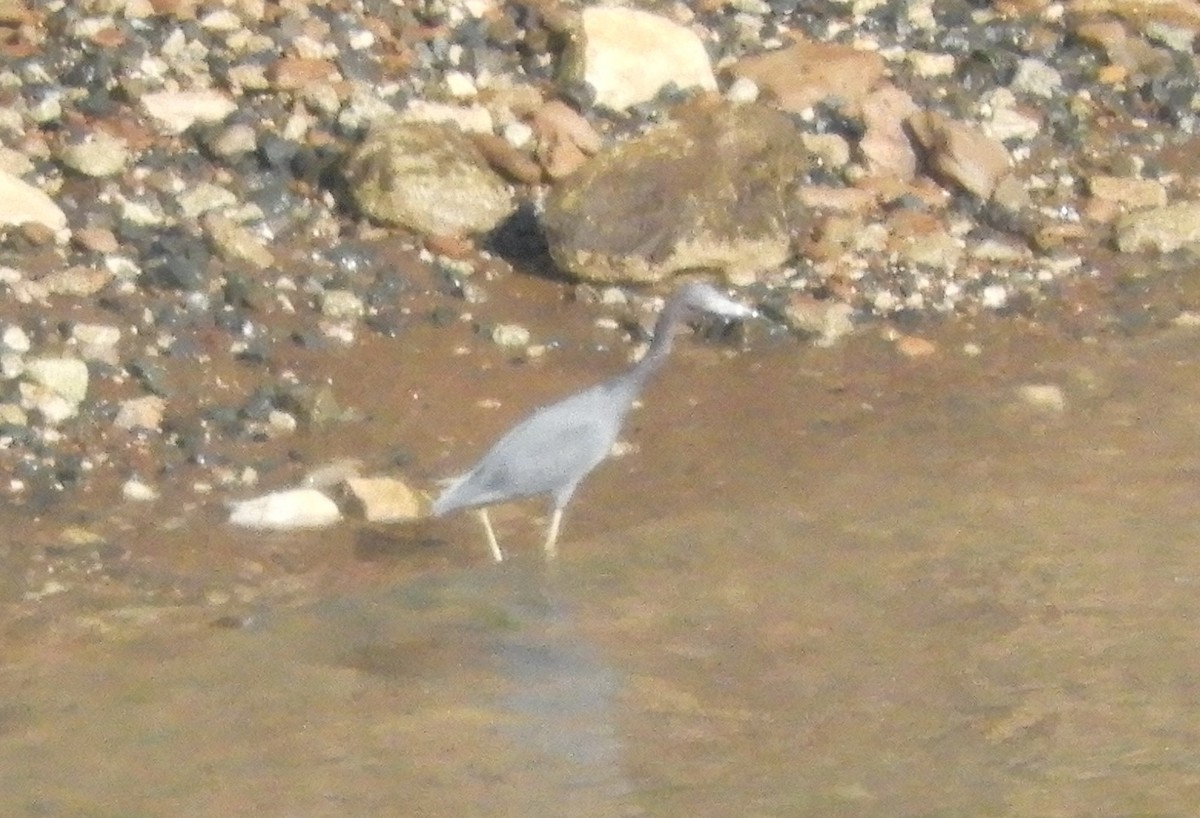 Little Blue Heron - ML615340133