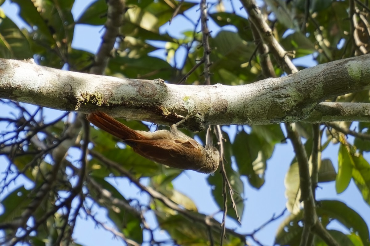 Duida Woodcreeper - ML615340140