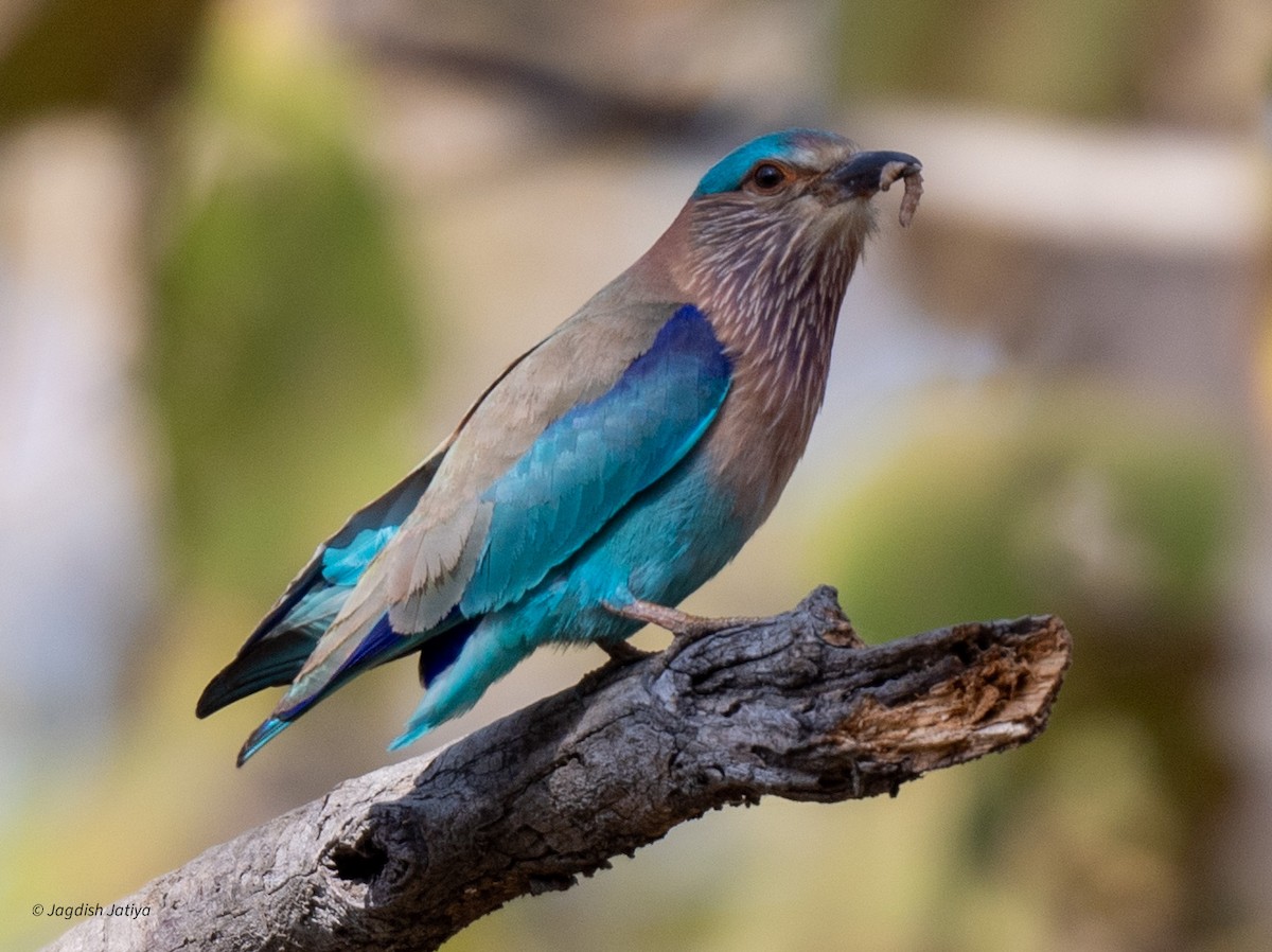 Indian Roller - ML615340166