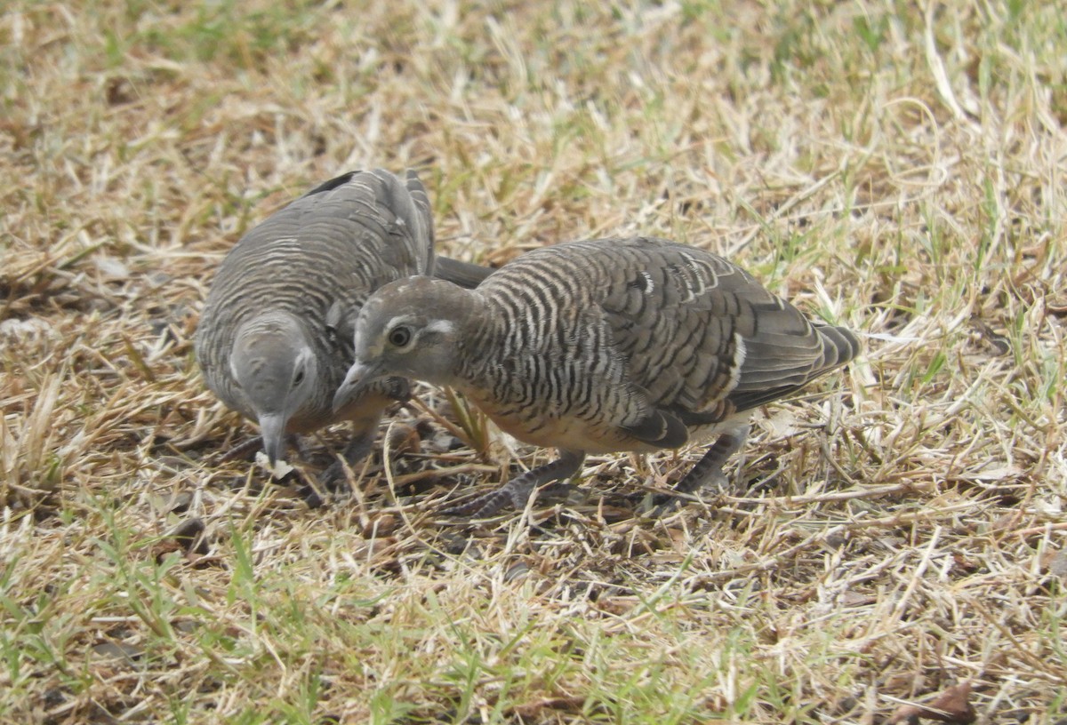 Zebra Dove - ML615340183