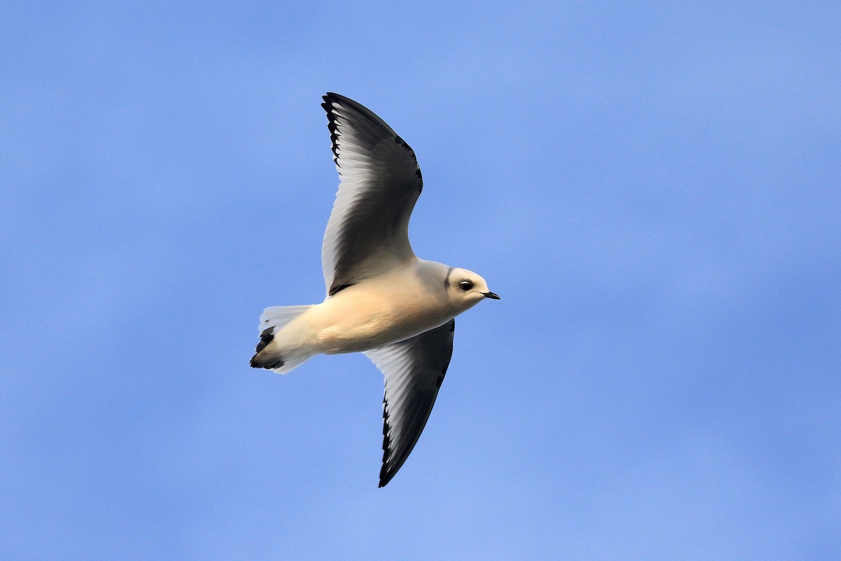 Ross's Gull - ML615340191