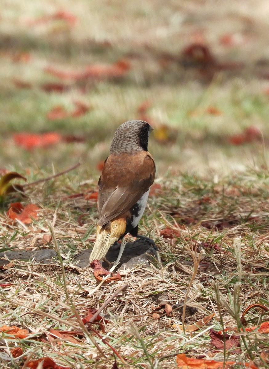 Chestnut-breasted Munia - ML615340205