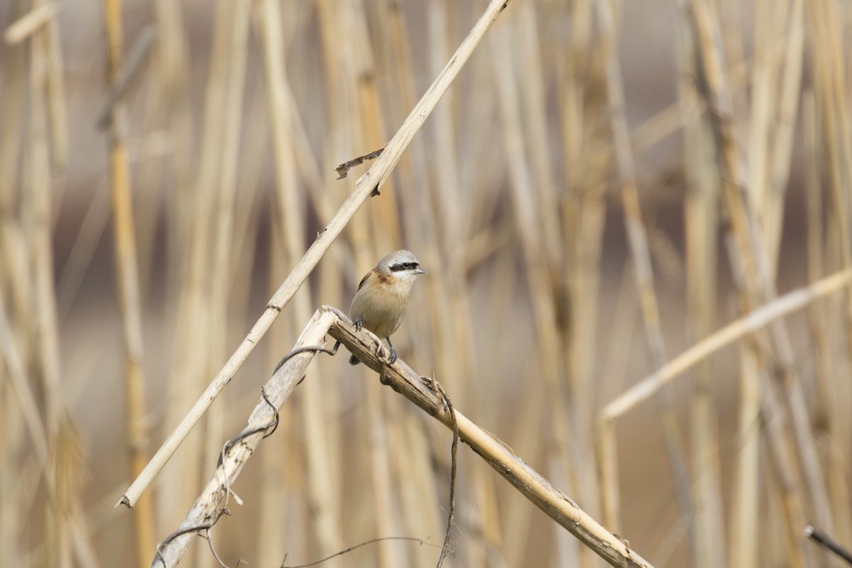 Chinese Penduline-Tit - ML615340225