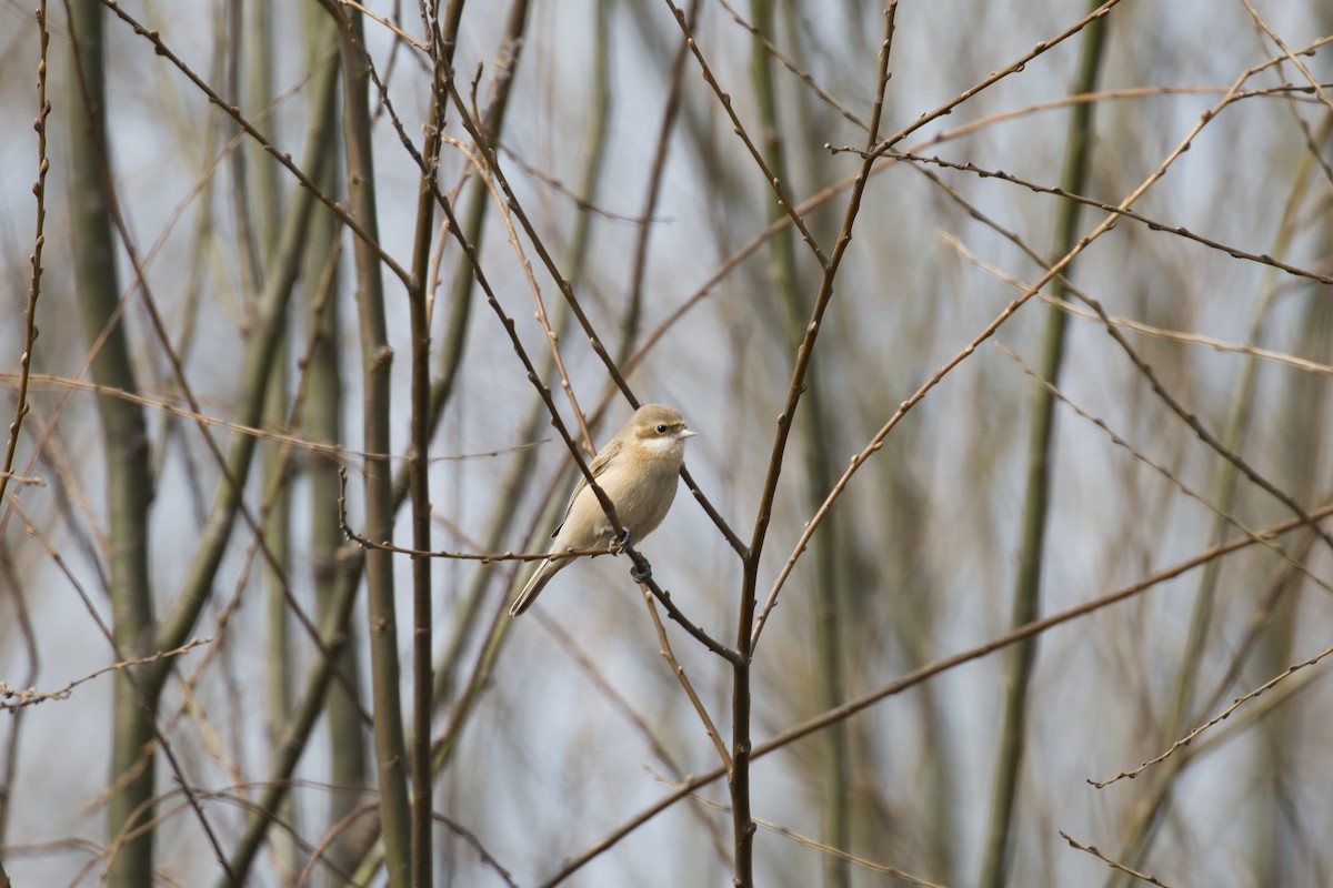 Chinese Penduline-Tit - ML615340226