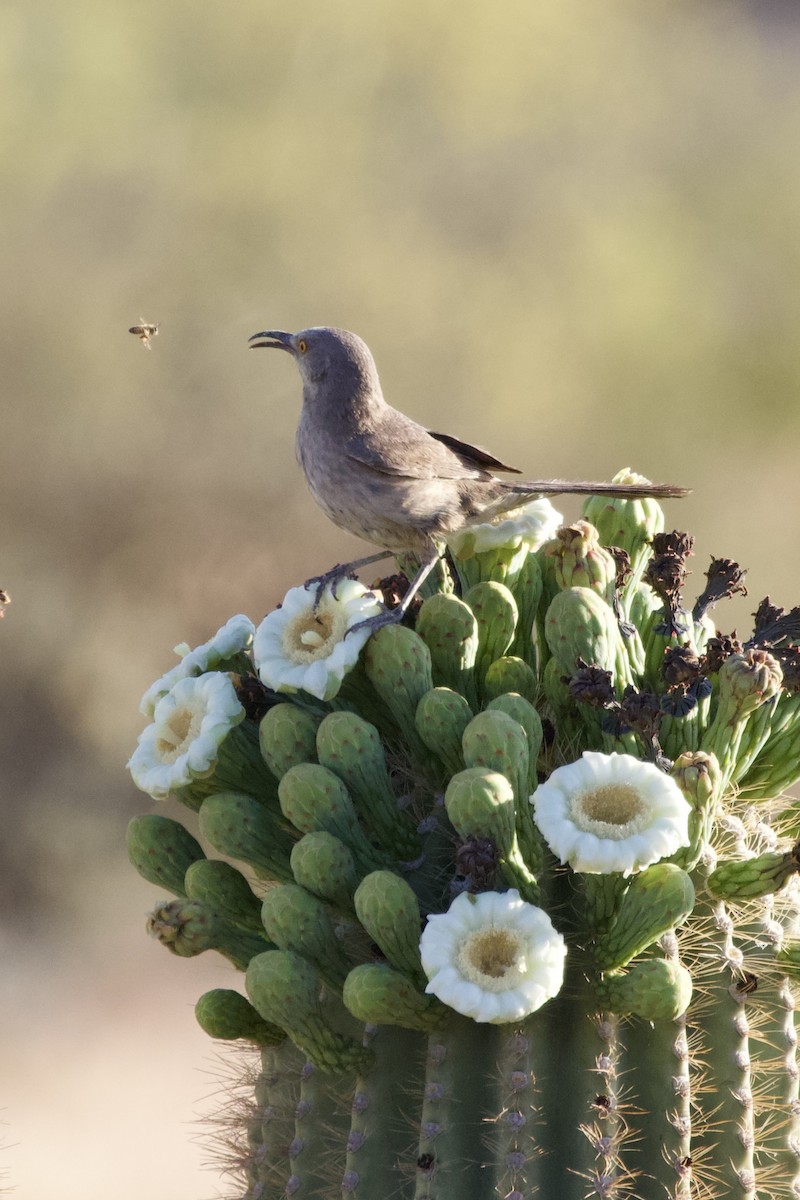 Curve-billed Thrasher - ML615340324