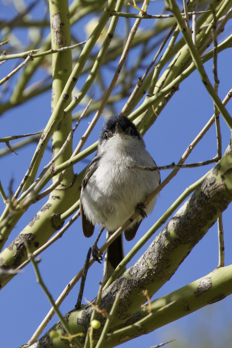 Black-tailed Gnatcatcher - ML615340335