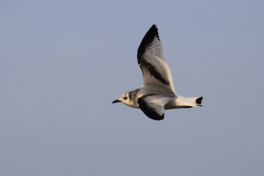 Black-legged Kittiwake - Jacques Vanheuverswyn