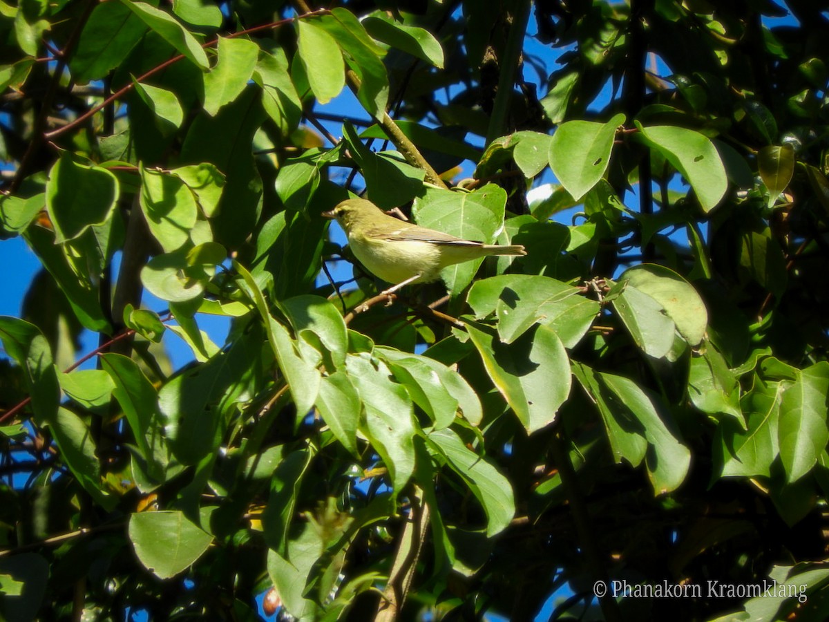 Green Warbler - ML615340350