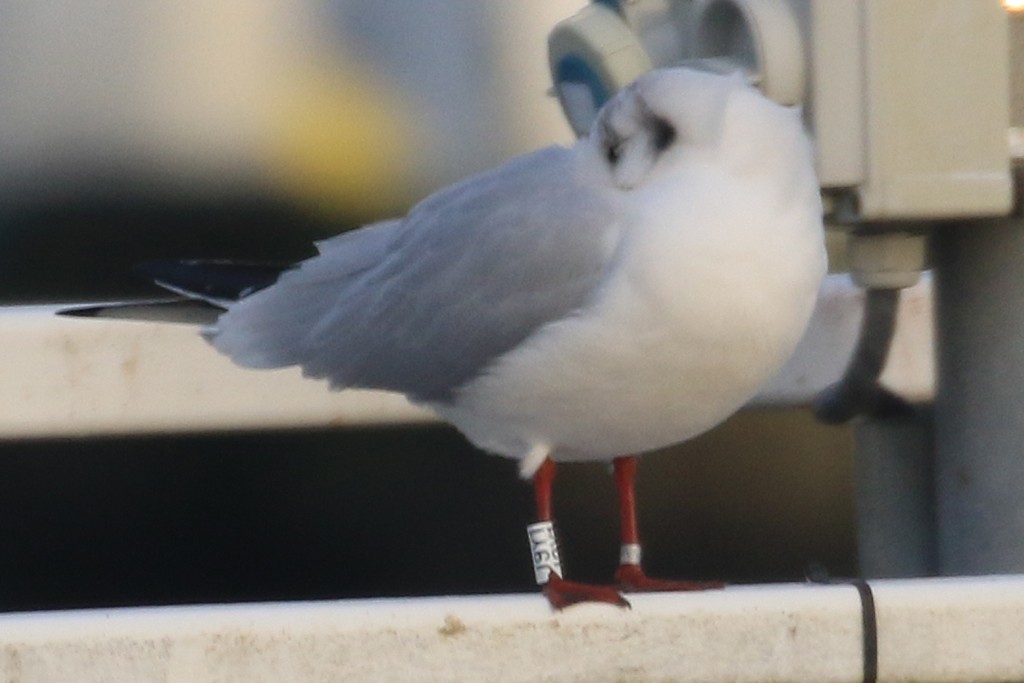 Mouette rieuse - ML615340354