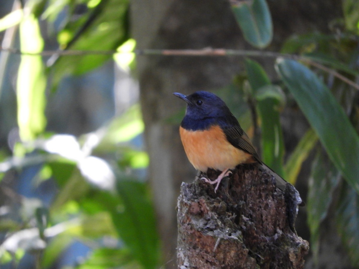 White-rumped Shama - ML615340387