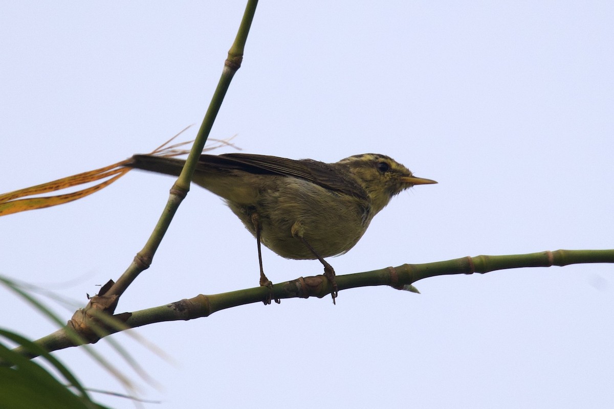 Tickell's Leaf Warbler - Sourav Mandal