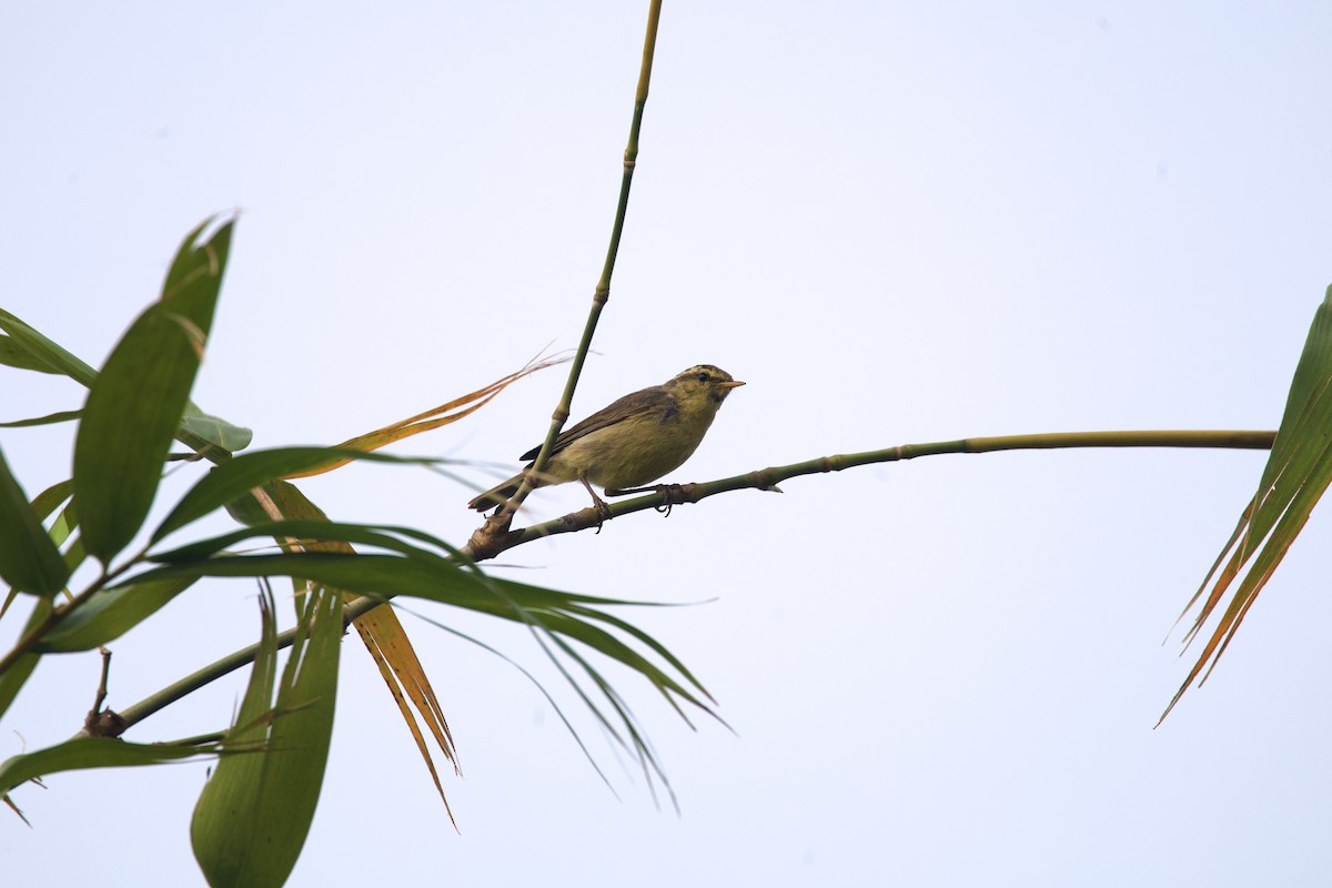 Tickell's Leaf Warbler - ML615340539