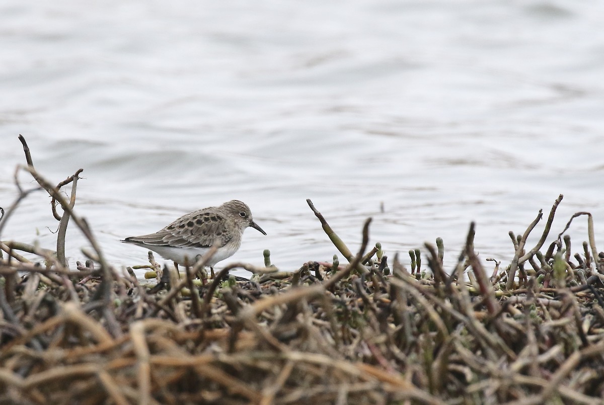 Temminck's Stint - ML615340598