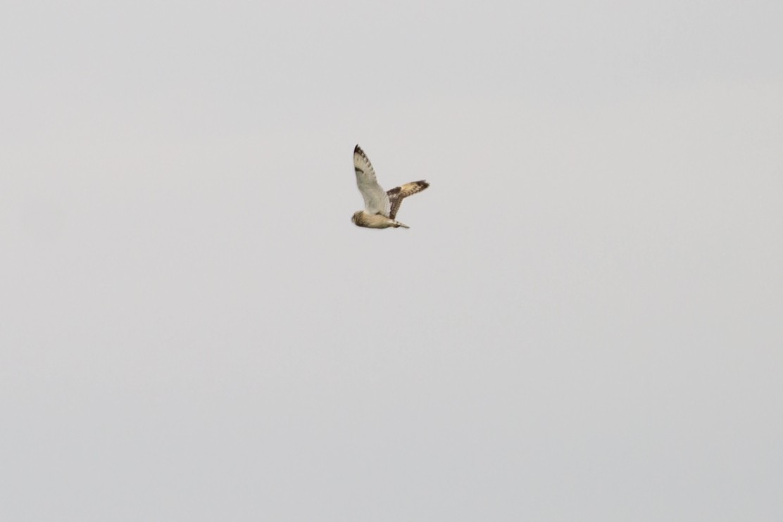 Short-eared Owl - ML615340642