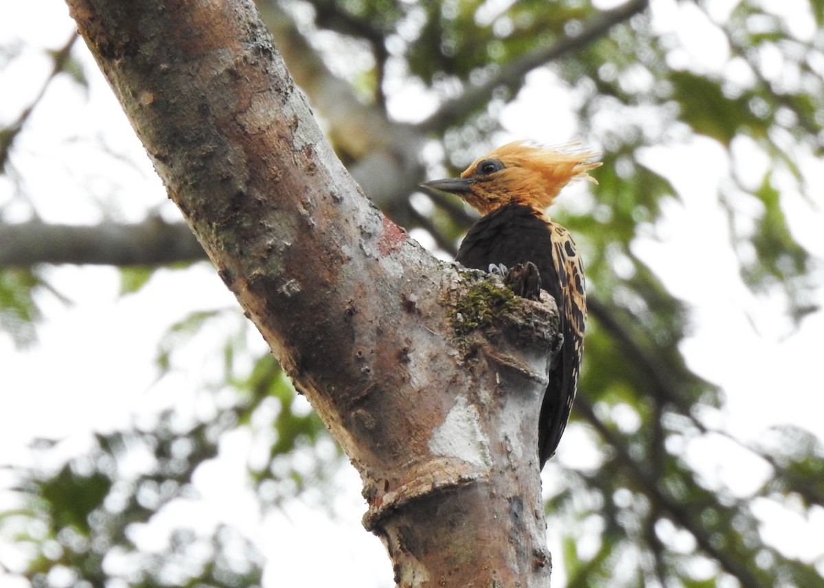 Ochre-backed Woodpecker - ML615340669