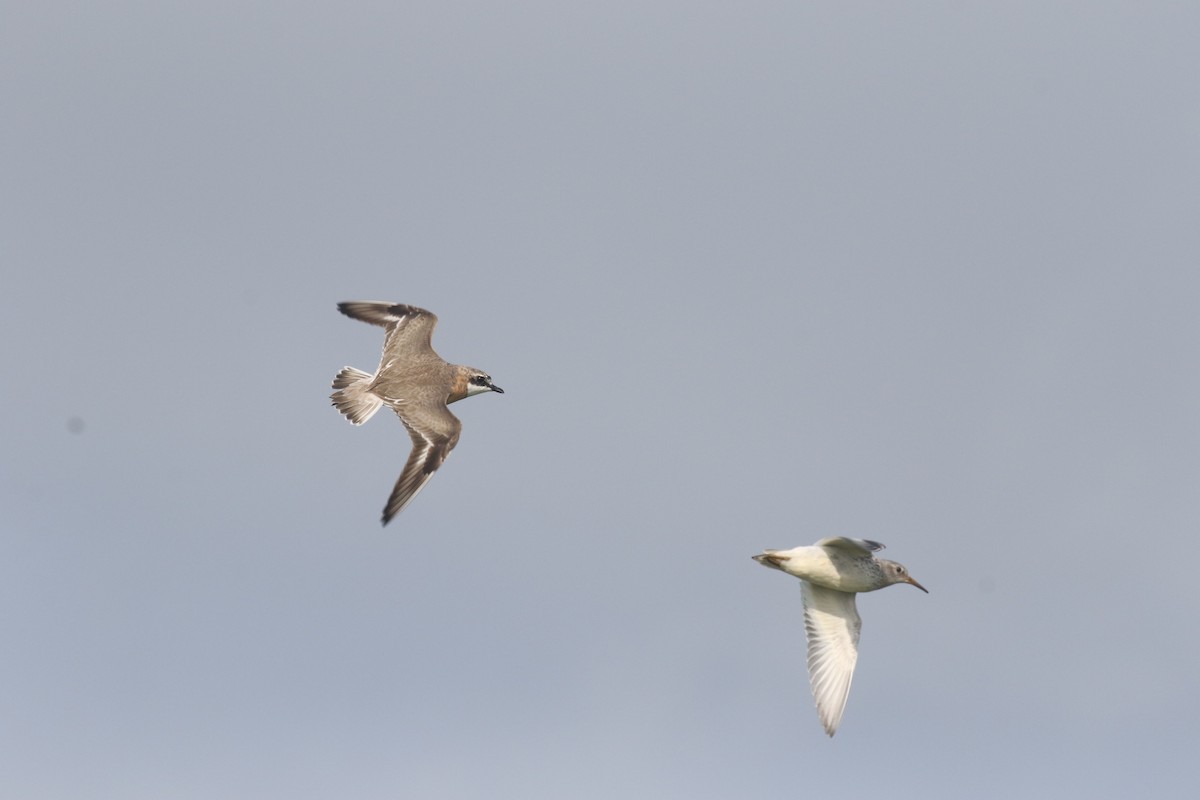 Siberian Sand-Plover - Jonah  Benningfield