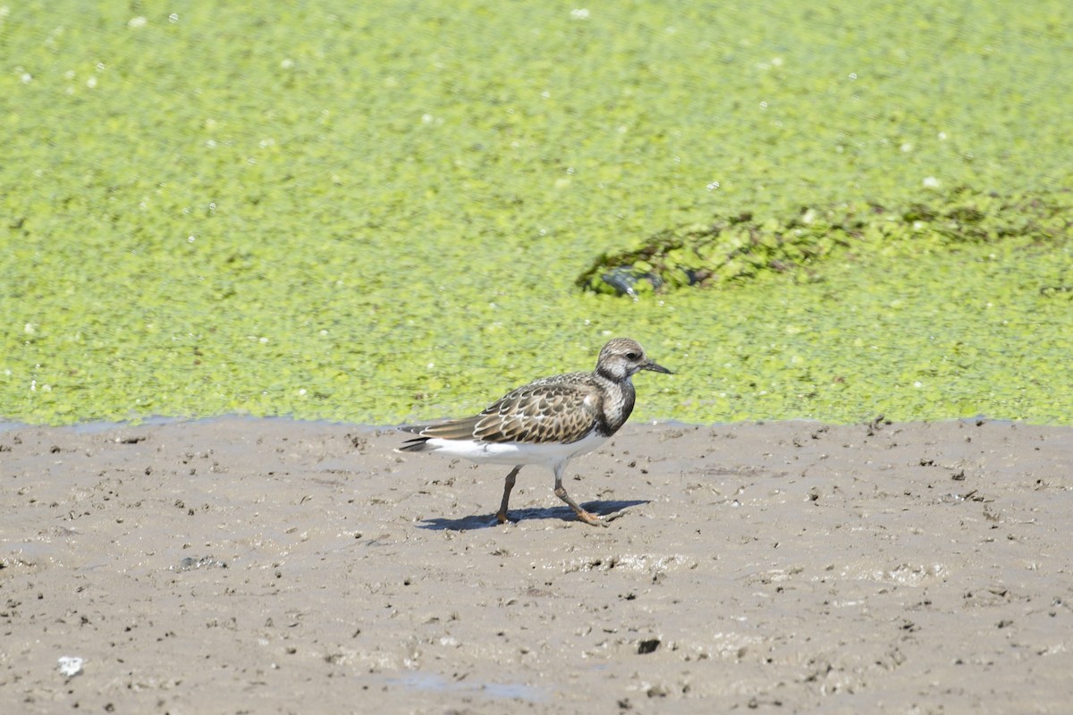 キョウジョシギ - ML615340831