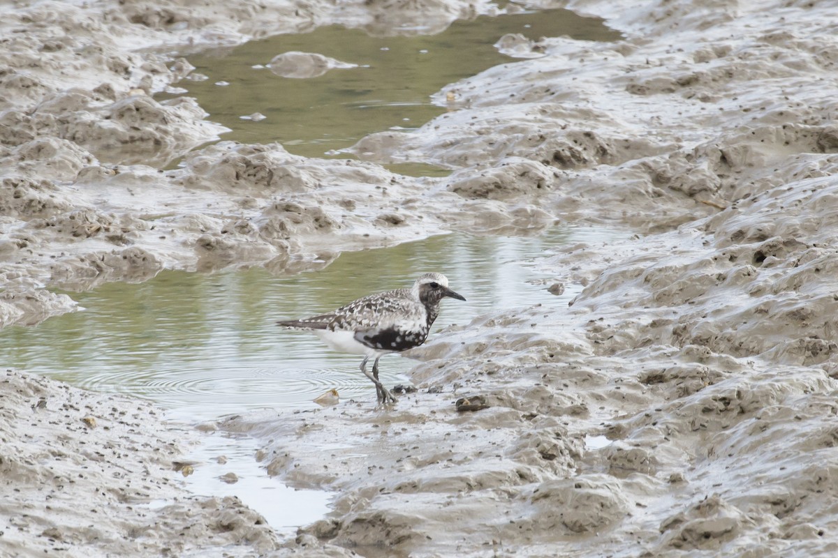 Black-bellied Plover - ML615340849