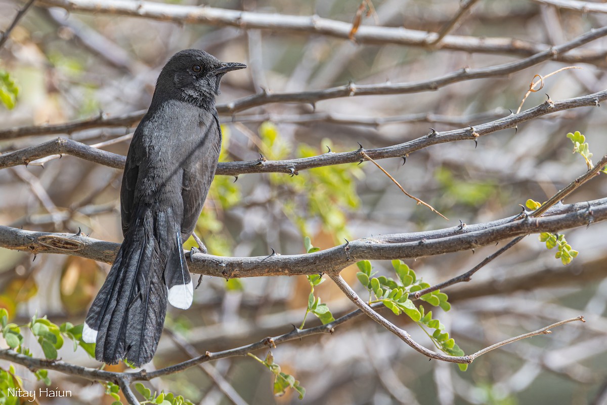 Black Scrub-Robin - ML615340874